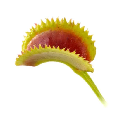 Dionaea muscipula "Trident"
