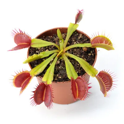 Dionaea muscipula "Troll"