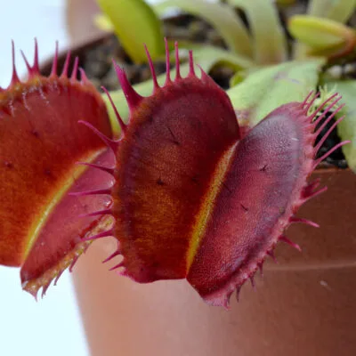 Dionaea muscipula "Troll"