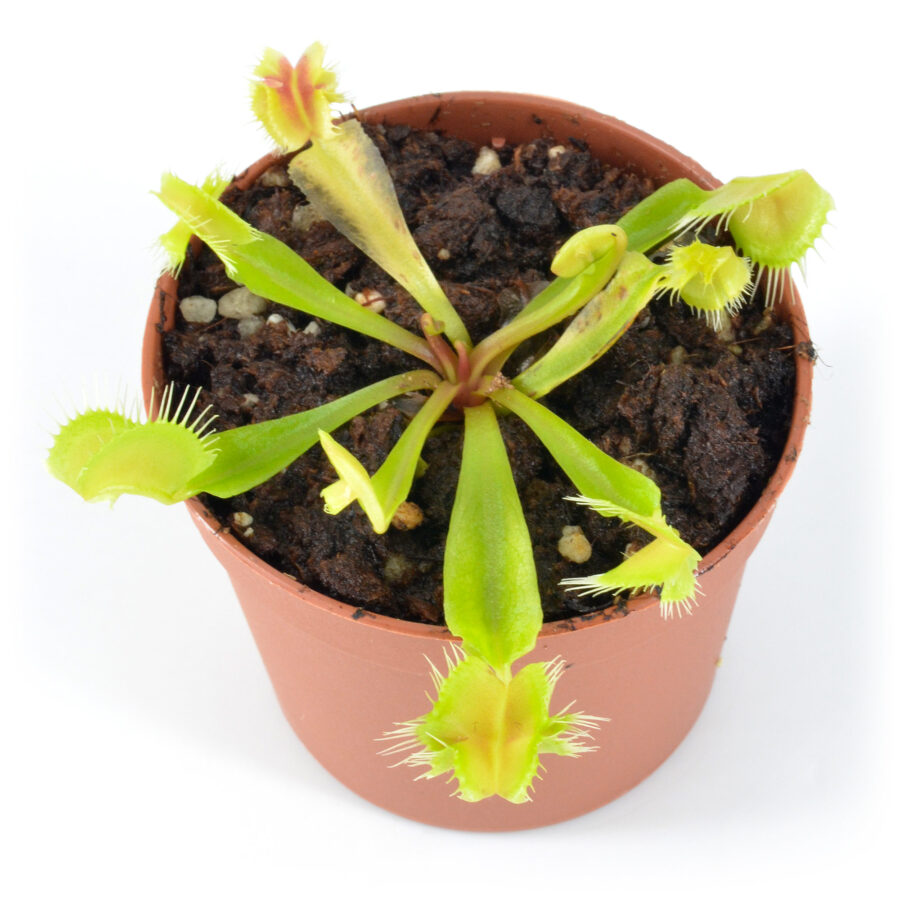 Dionaea muscipula Troublemaker