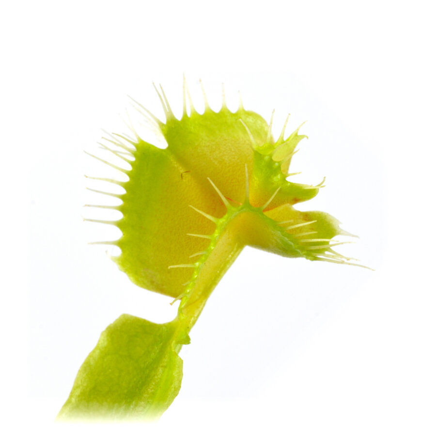 Dionaea muscipula Troublemaker