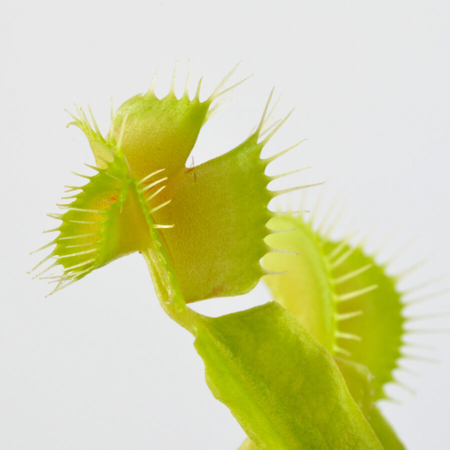 Dionaea muscipula Troublemaker