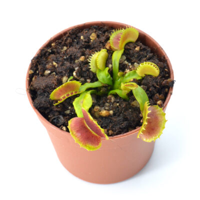 Dionaea muscipula "Villarica"