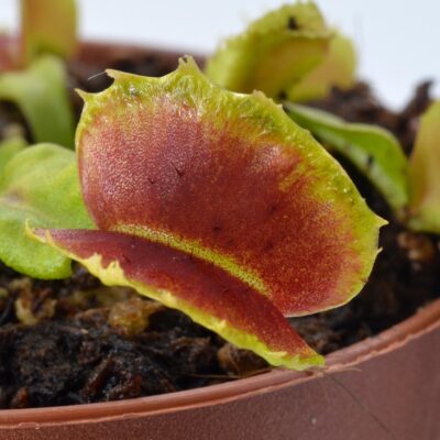 Dionaea muscipula "Villarica"