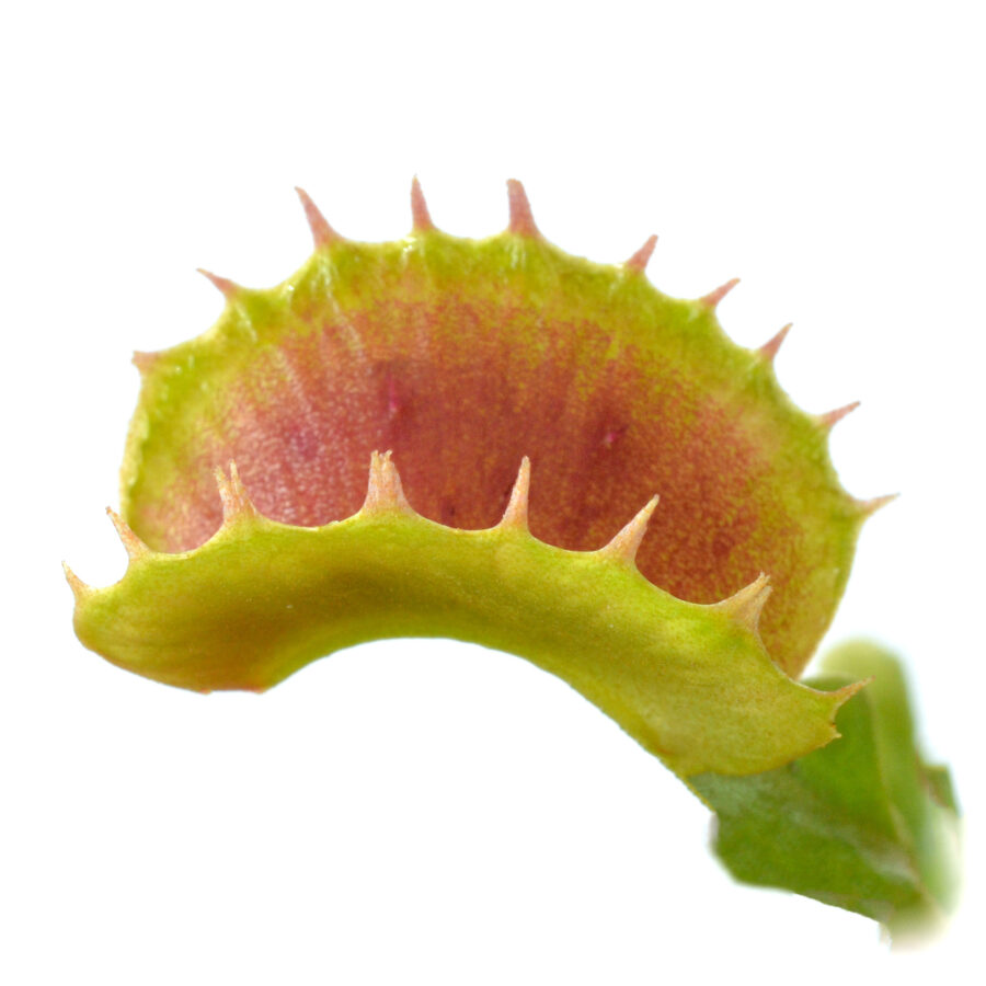 Dionaea muscipula "Villarica"