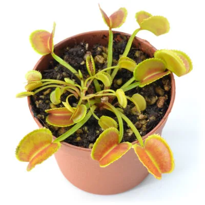 Dionaea muscipula "Werelike"