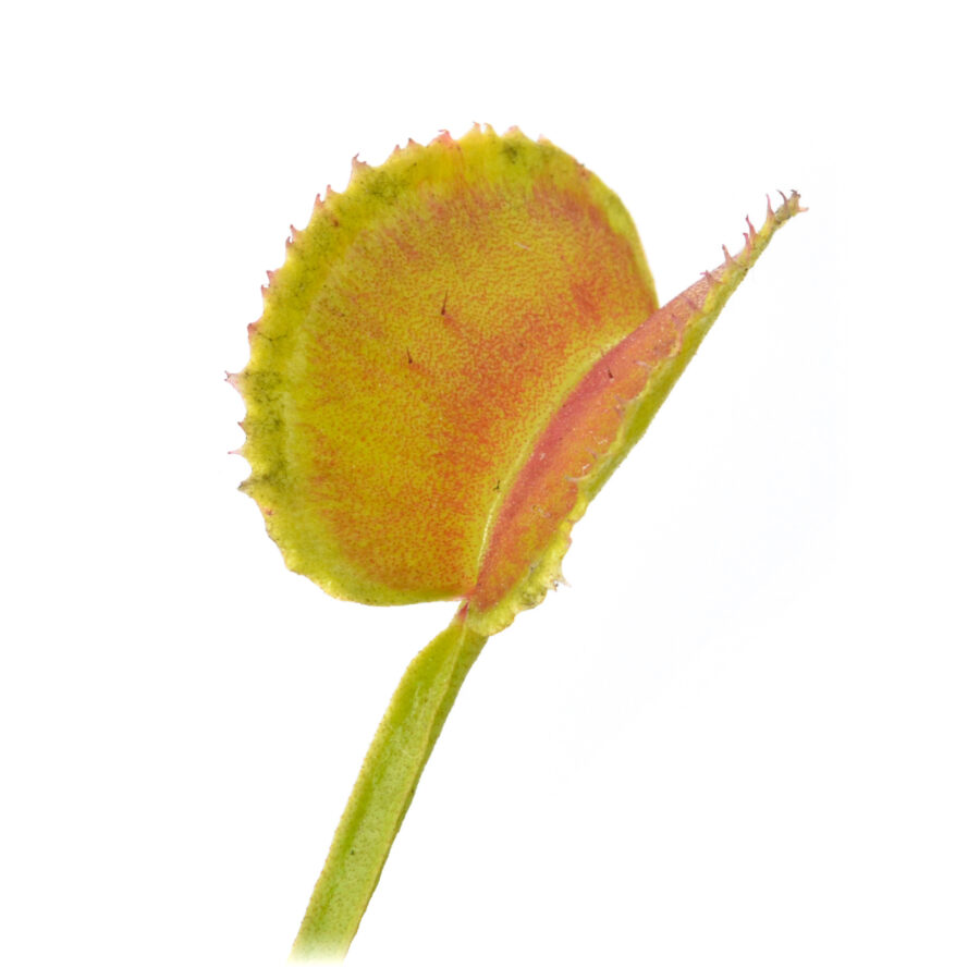 Dionaea muscipula "Werelike"