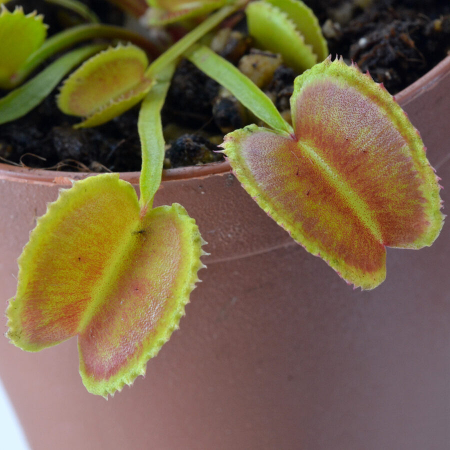 Dionaea muscipula "Werelike"