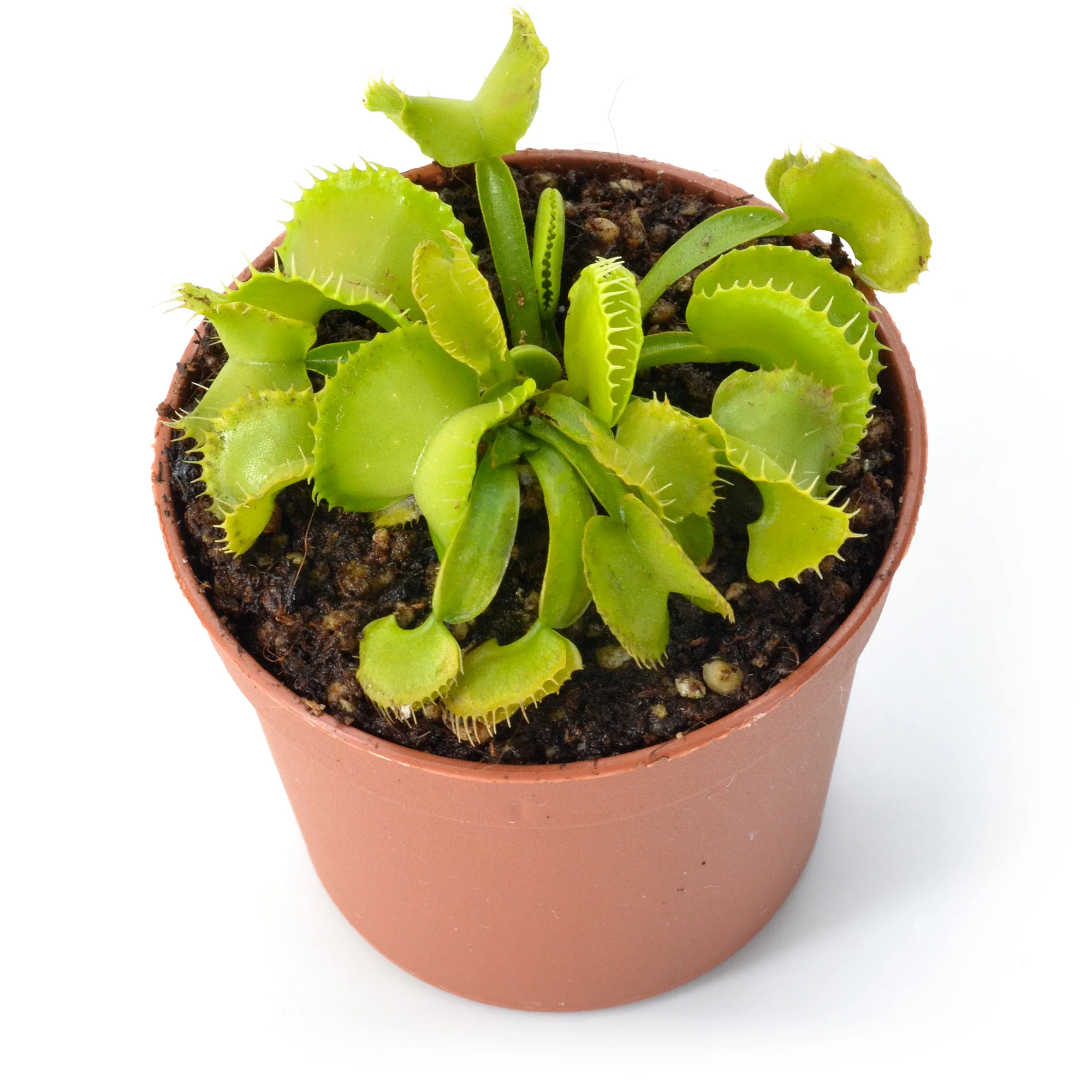 Dionaea muscipula "Werewulf Ara"