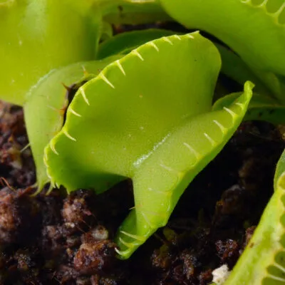 Dionaea muscipula "Werewulf Ara"