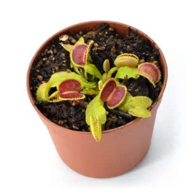 Dionaea muscipula "Wiky Purple Trap" 