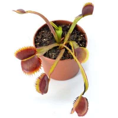Dionaea muscipula “Wine Mouth Tarantula”