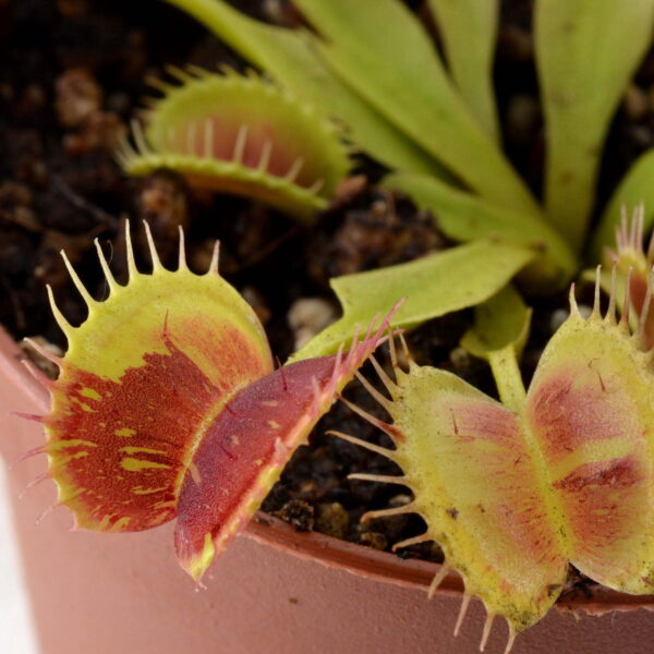 Dionaea muscipula AF7 Suspiria spotted