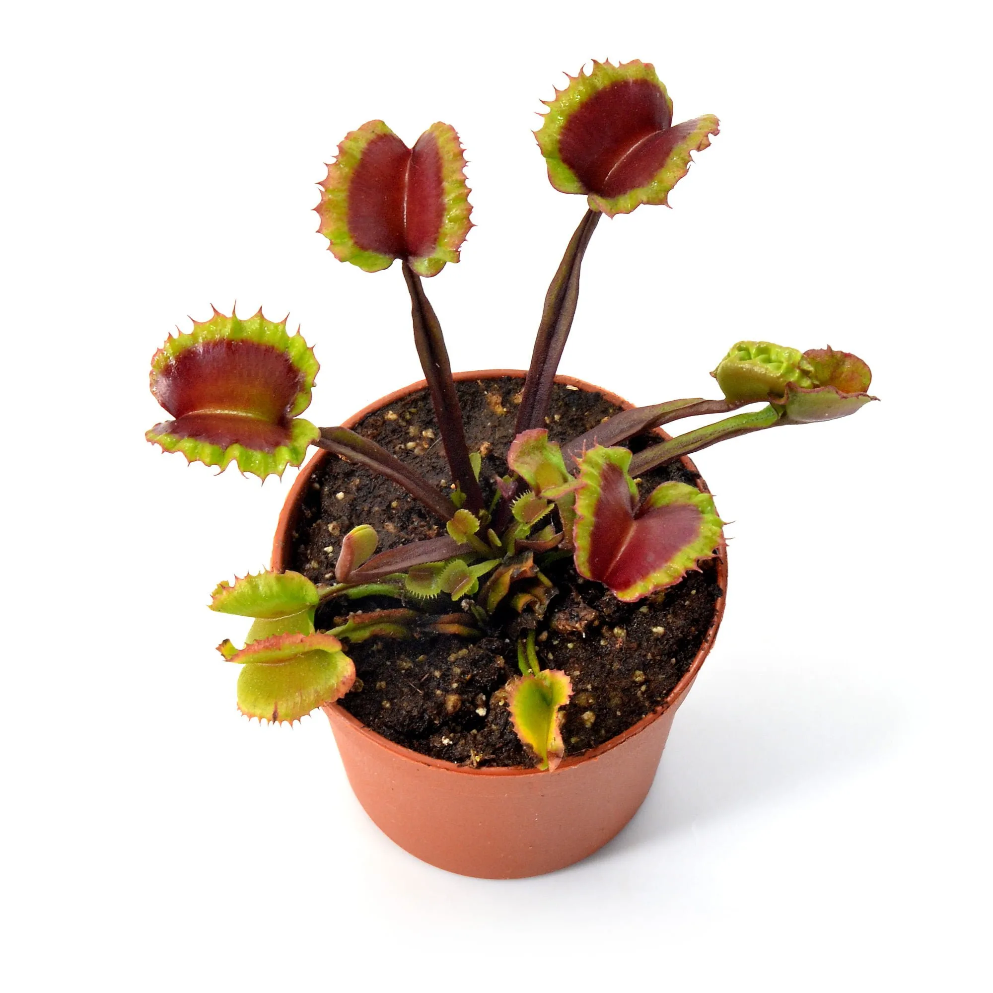 Dionaea muscipula "AR Werewolf"