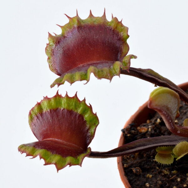Dionaea muscipula AR Werewolf