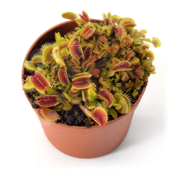 Dionaea muscipula "ARPC"