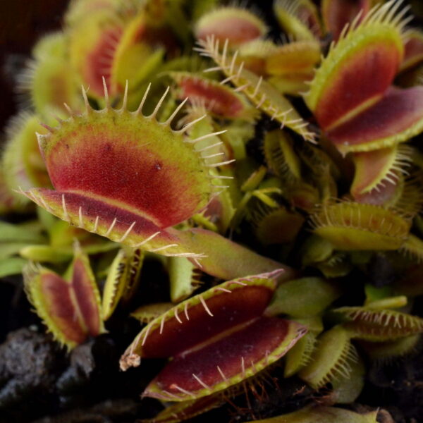 Dionaea muscipula ARPC