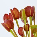Dionaea muscipula Adentate