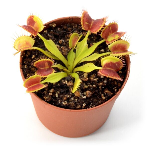 Dionaea muscipula "Suspiria spotted"