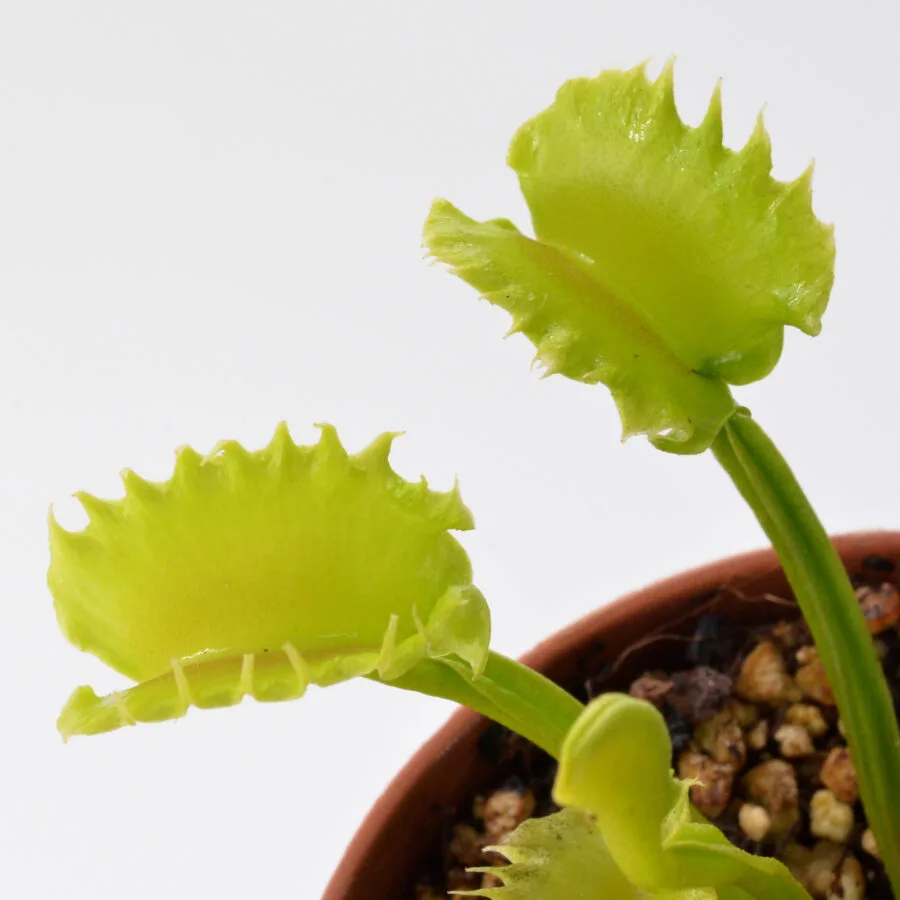 Dionaea muscipula "Alhriman"