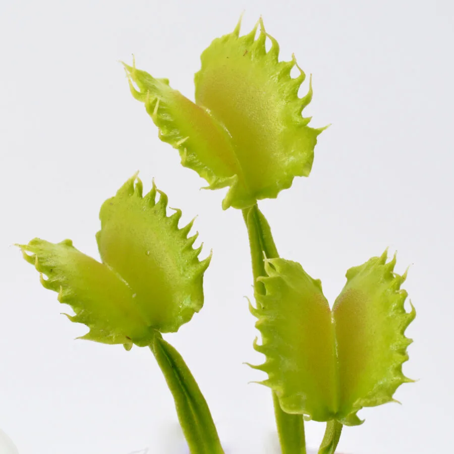 Dionaea muscipula "Alhriman"