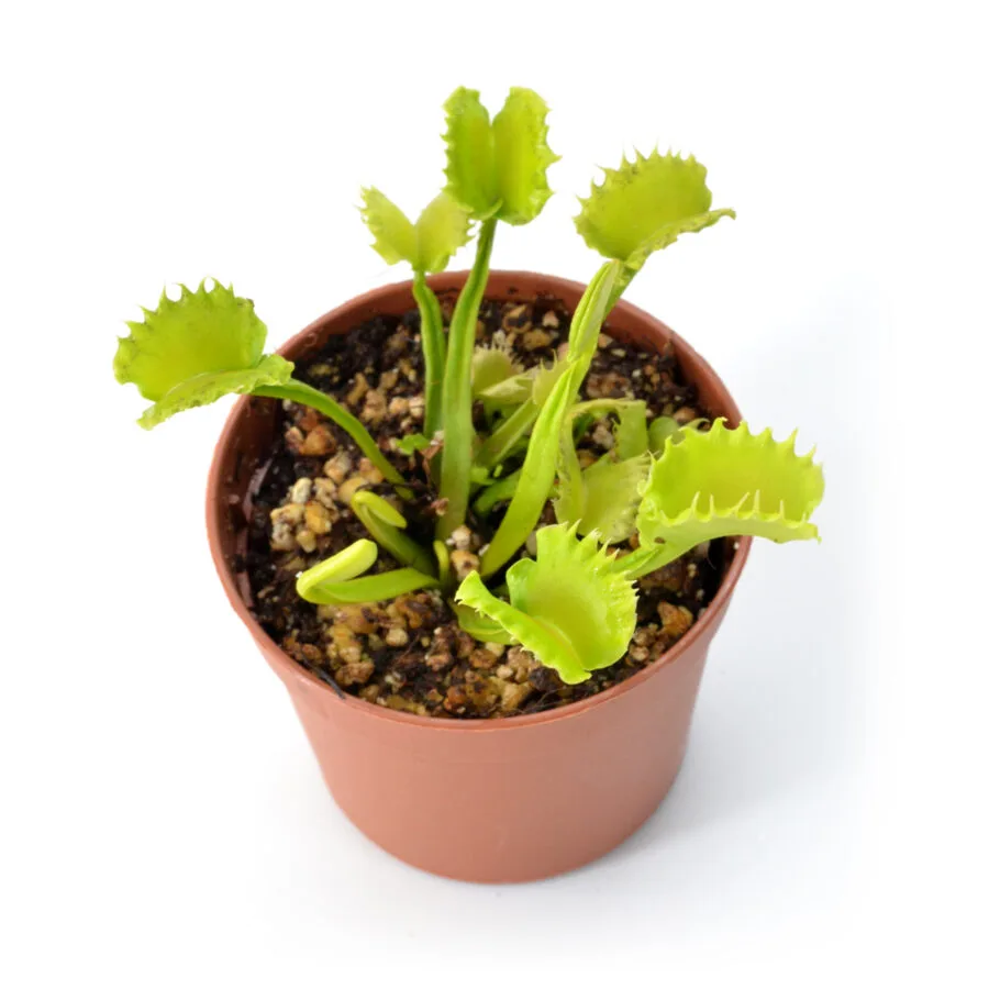 Dionaea muscipula "Alhriman"