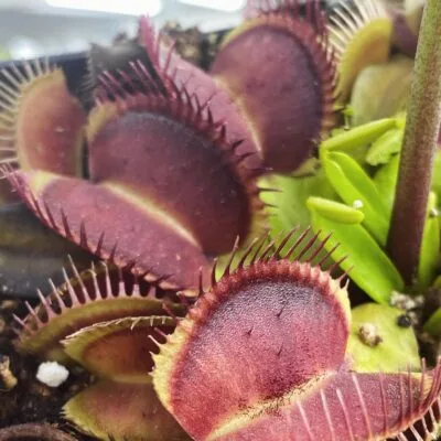 Dionaea muscipula Alien x Triton #3