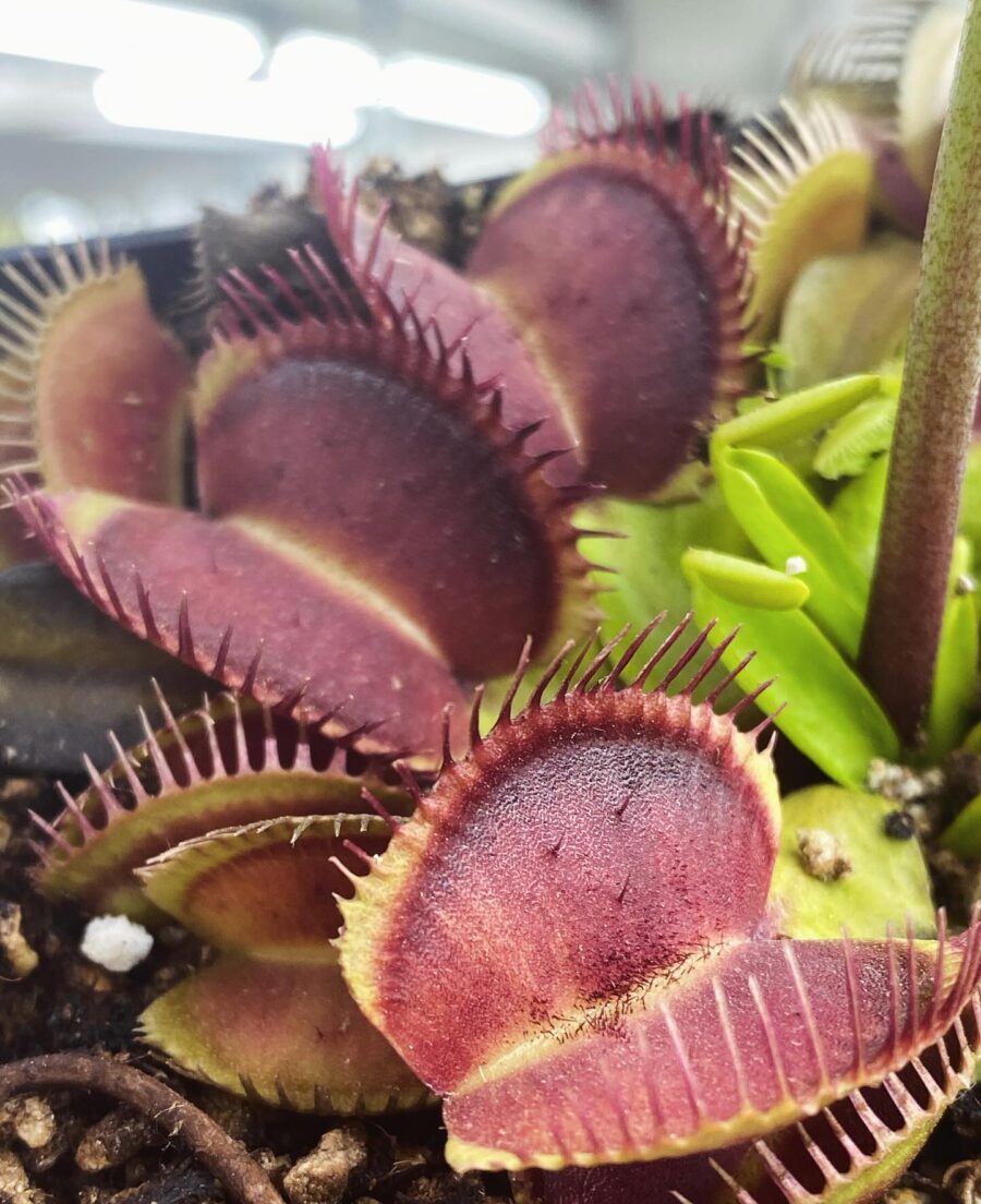 Dionaea muscipula Alien x Triton #3