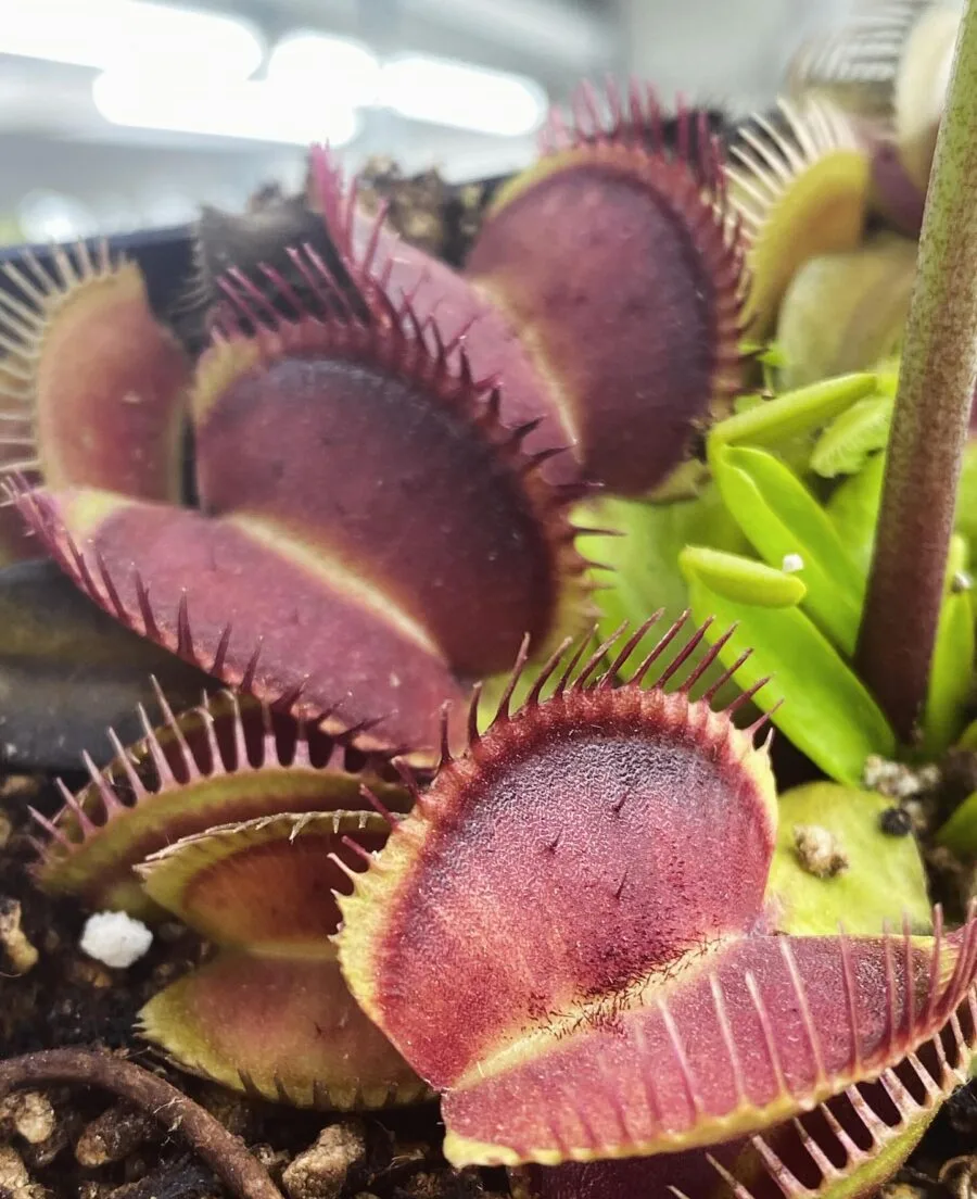 Dionaea muscipula Alien x Triton #3