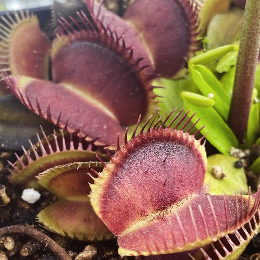 Dionaea muscipula Alien x Triton #3