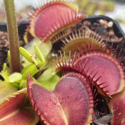 Dionaea muscipula Alien x Triton #3