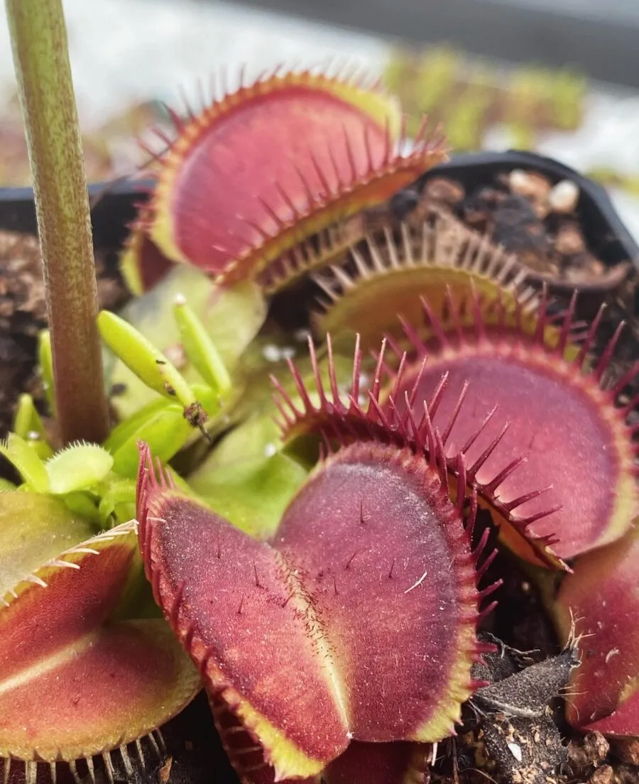 Dionaea muscipula Alien x Triton #3