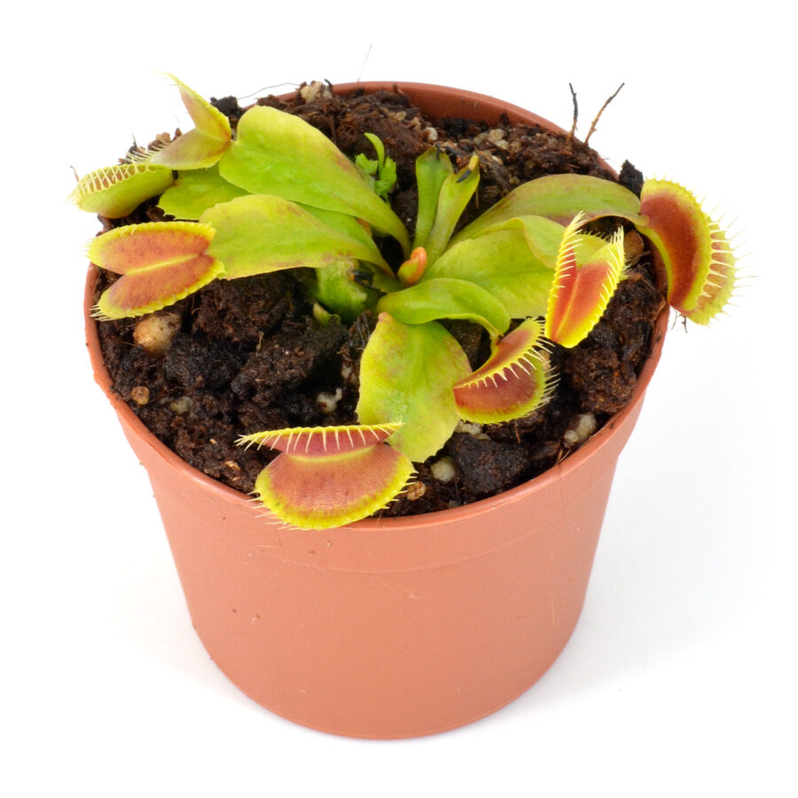 Dionaea muscipula "Loch Ness"