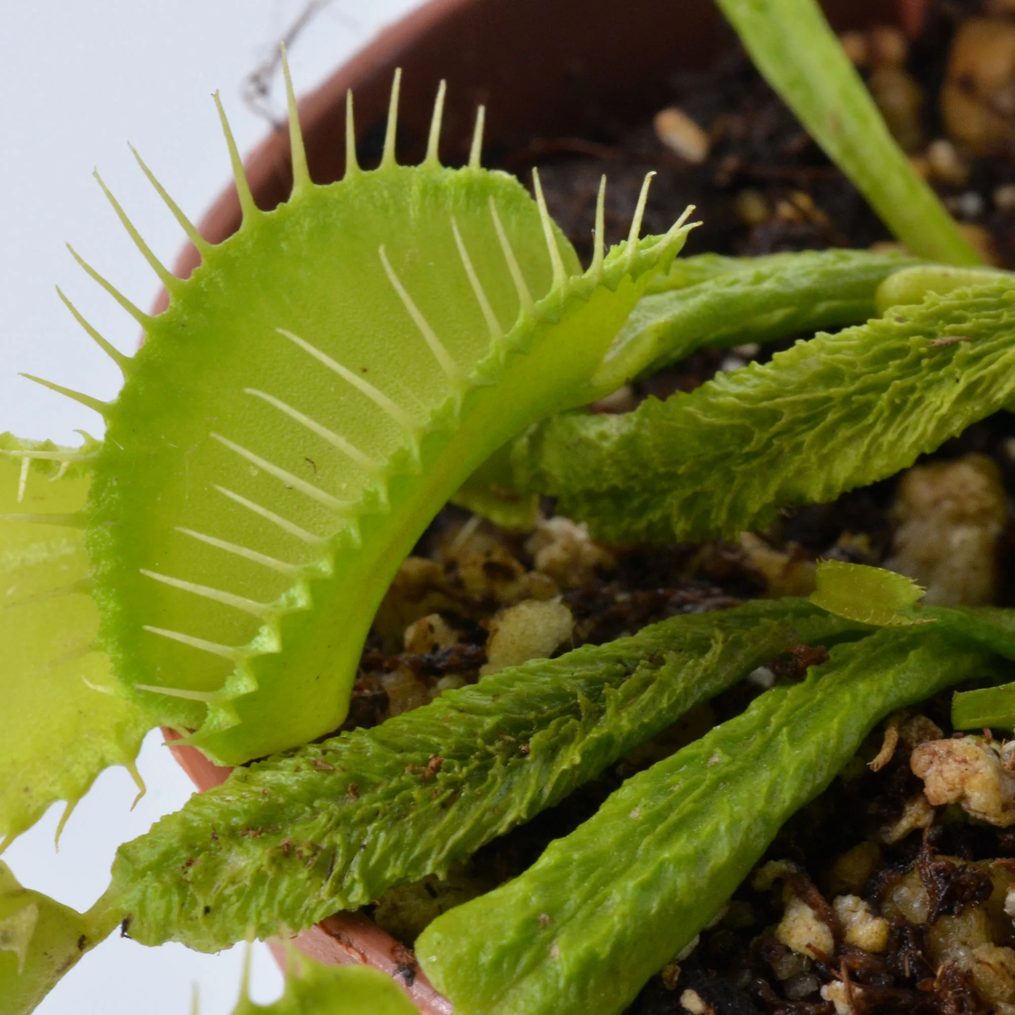 Dionaea muscipula "Green Schuppenstiel" – Image 2