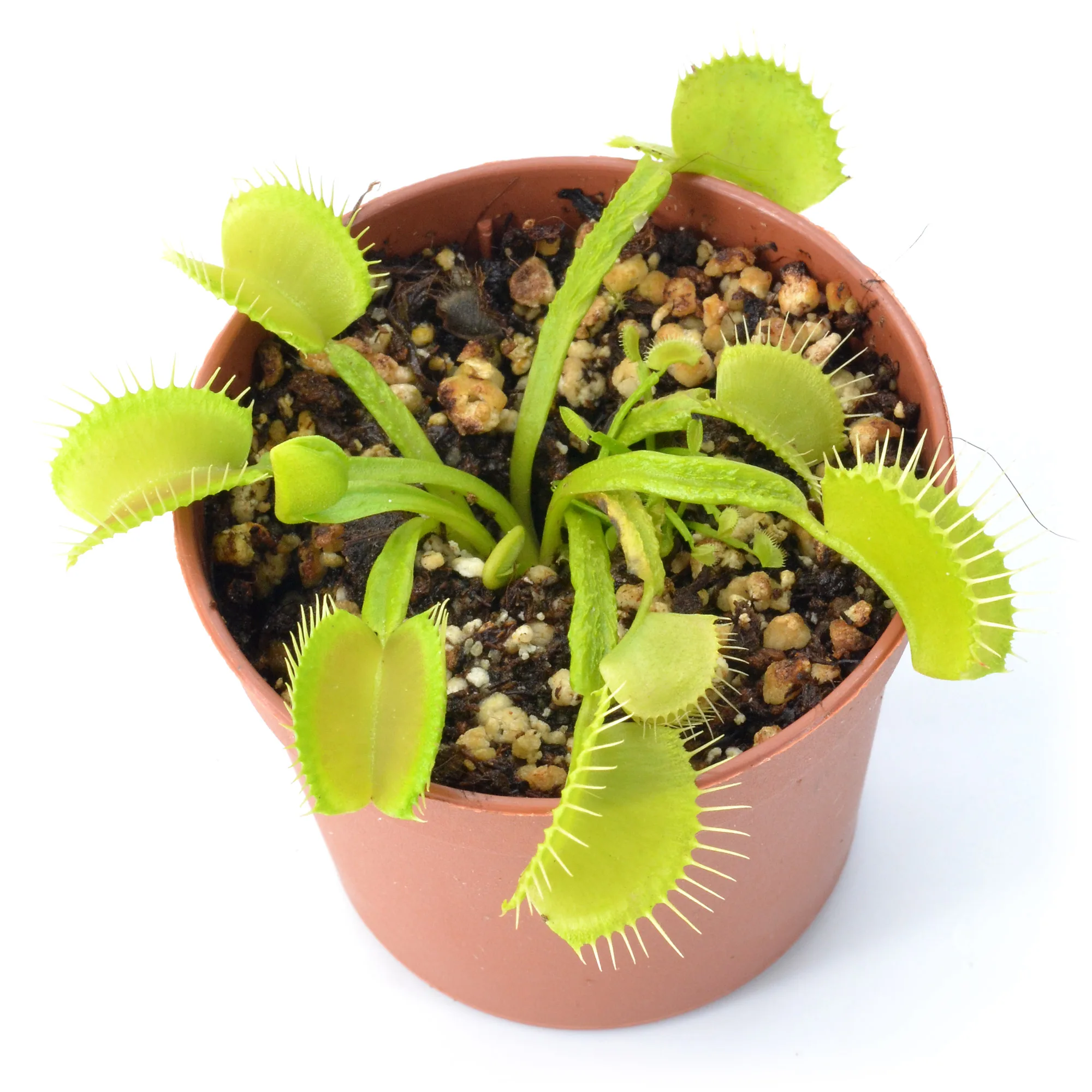 Dionaea muscipula "Green Schuppenstiel"