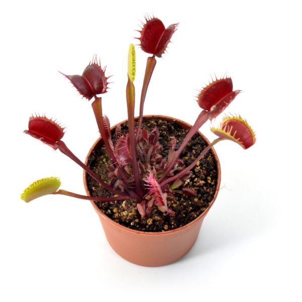 Dionaea muscipula “All red fused"