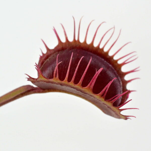Dionaea muscipula All Red Fused