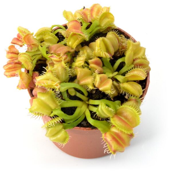 Dionaea muscipula Angelwings