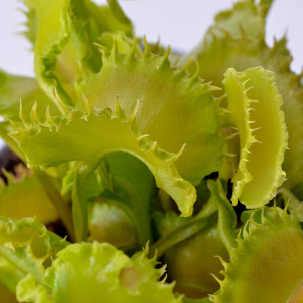 Dionaea muscipula ‘Angry Lettuce’