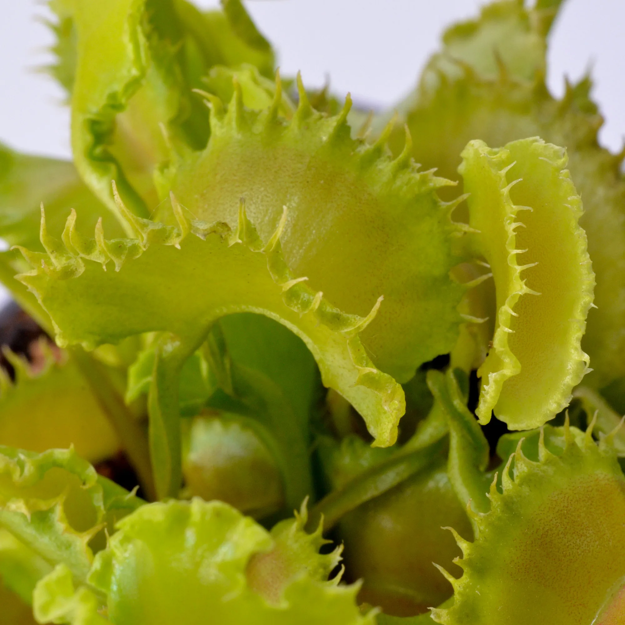 Dionaea muscipula "Angry Lettuce"