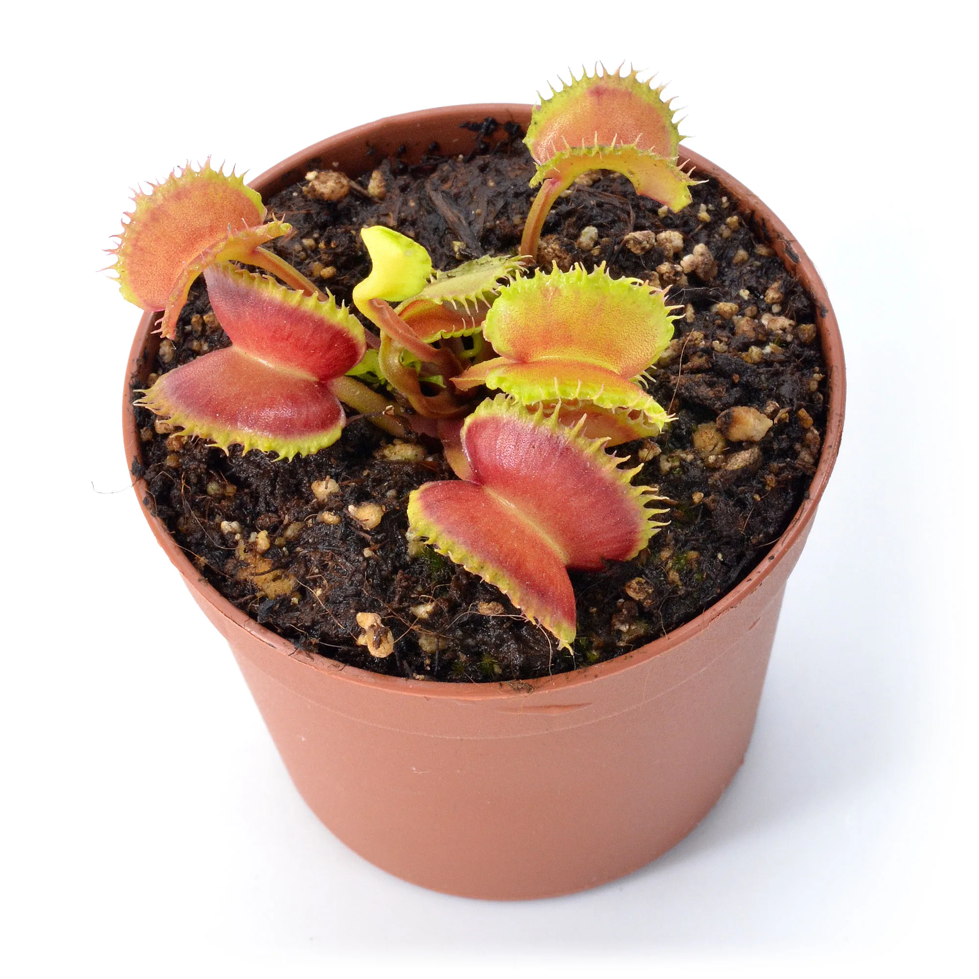 Dionaea muscipula "Angry Lettuce" – Image 4