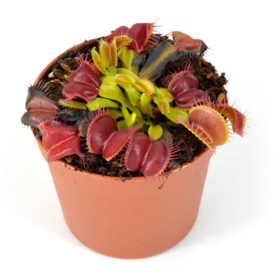 Dionaea muscipula Antares