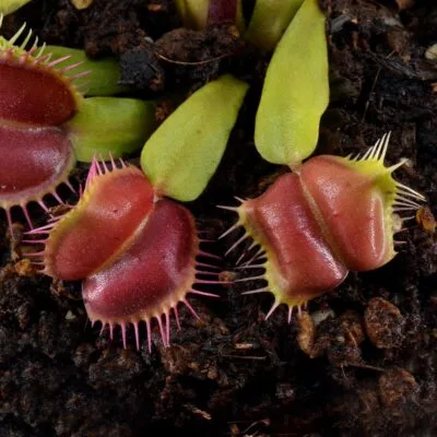 Dionaea muscipula Antares
