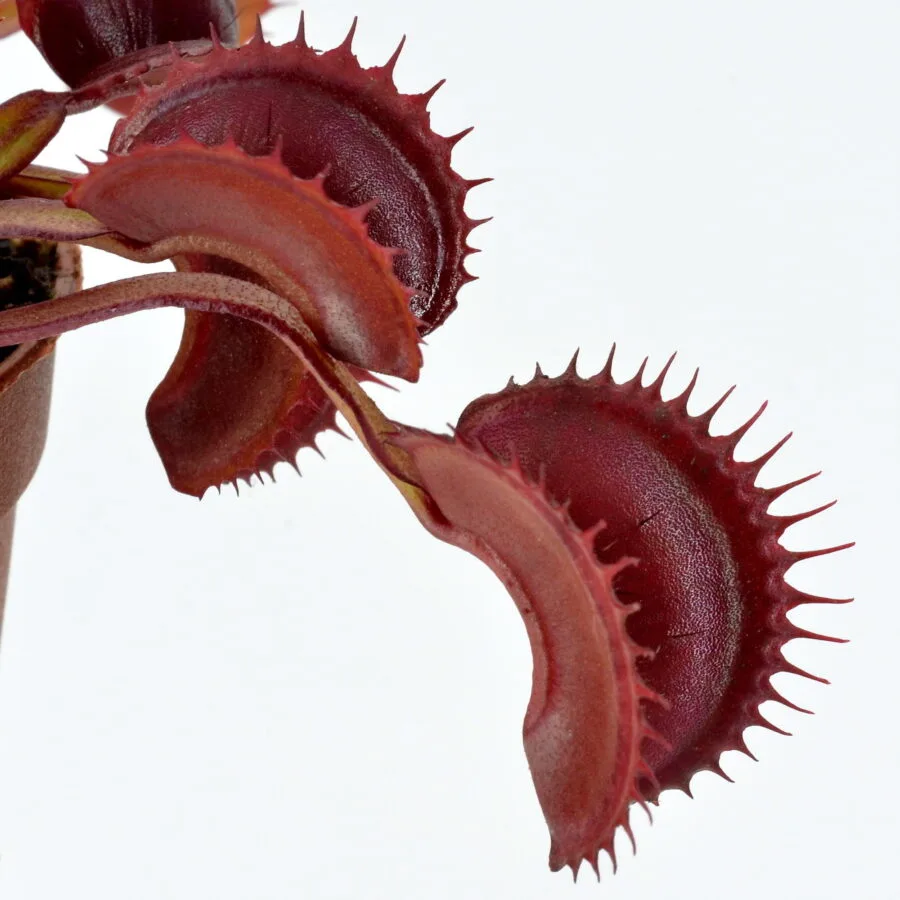 Dionaea muscipula Archangel