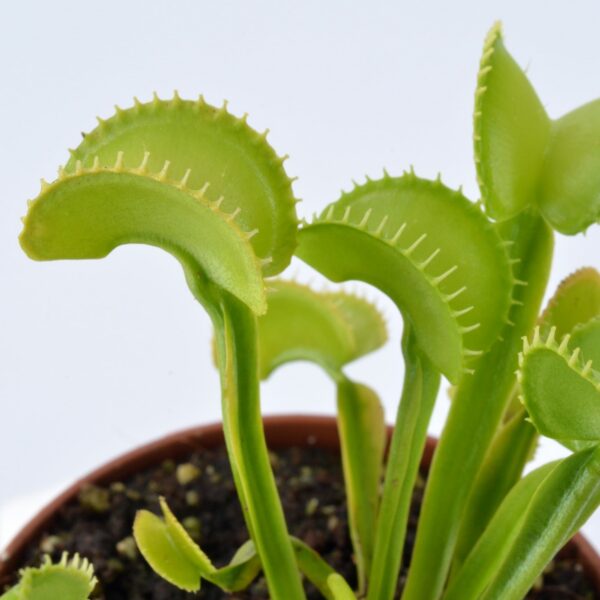 Dionaea muscipula Arched Trap
