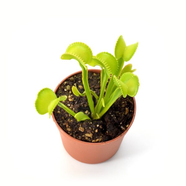 Dionaea muscipula Arched Traps