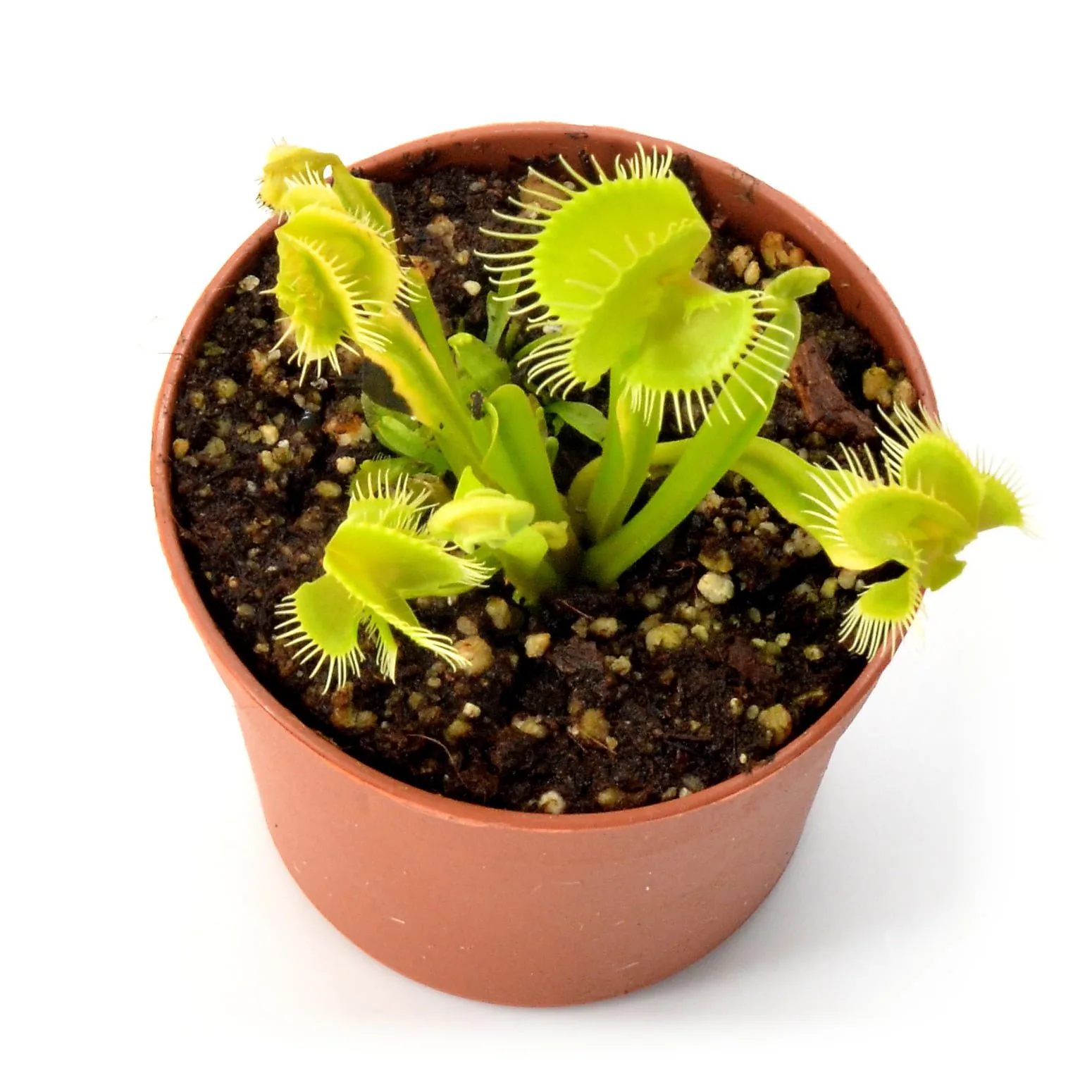 Dionaea muscipula "Asmodeus"