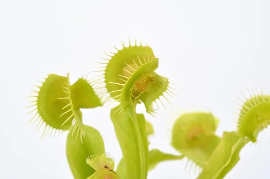 Dionaea muscipula Asmodeus