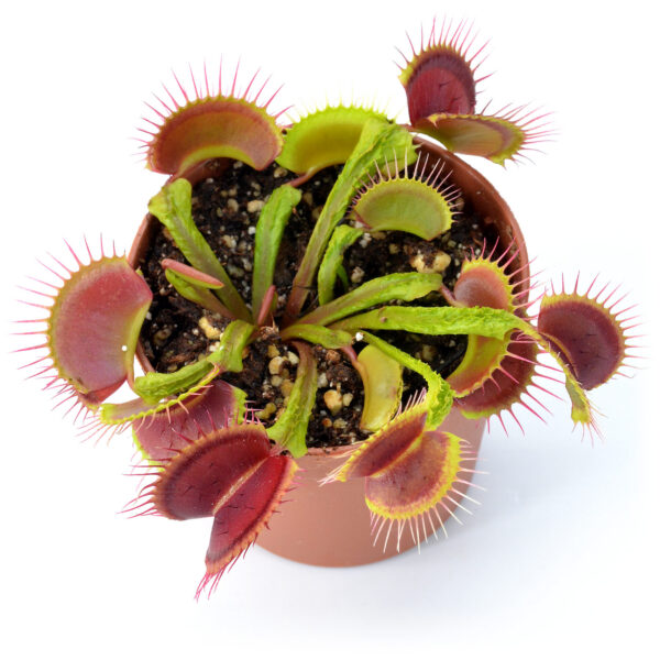 Dionaea muscipula "Aspera"