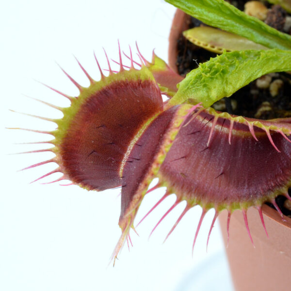 Dionaea muscipula "Aspera"